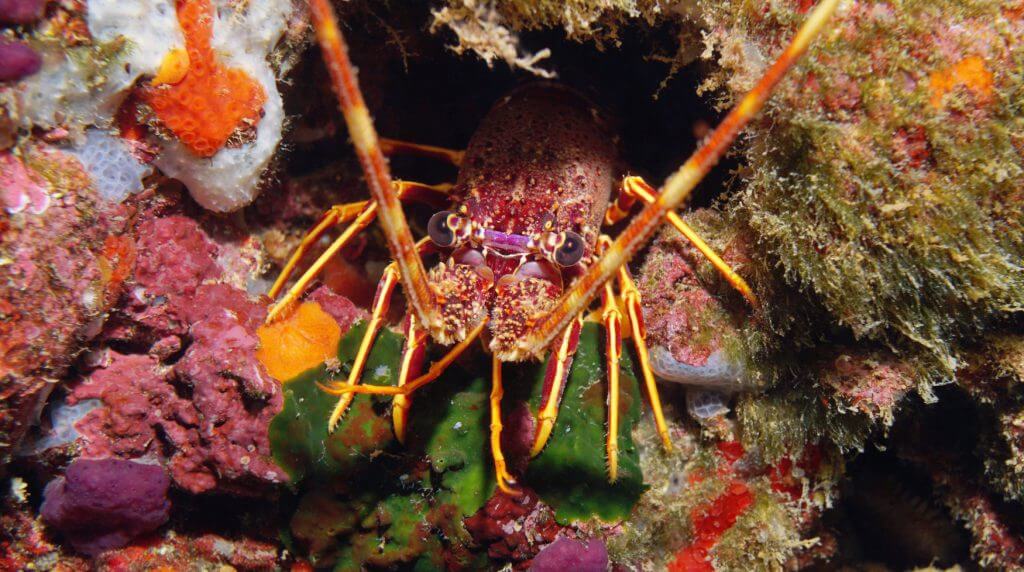 Big Pine Key RV Park & Resort Lobster Weekend