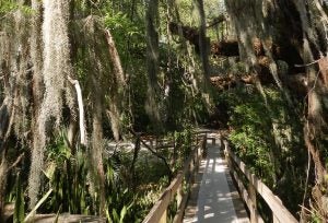 Bridge extending through green trees