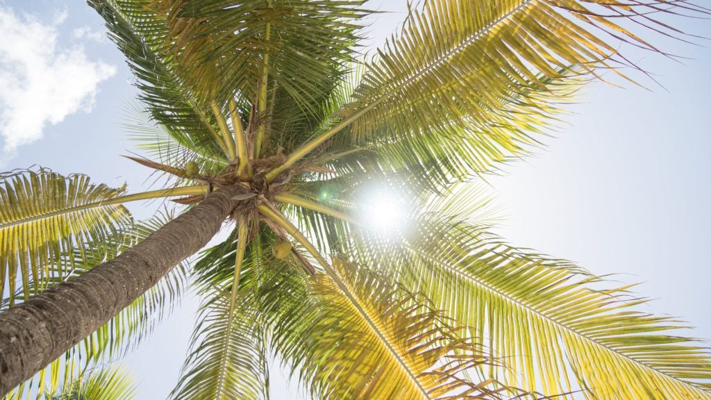 Palm tree with blue sky behind it