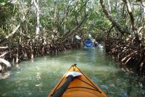 Kayak in the water with trees surrounding it