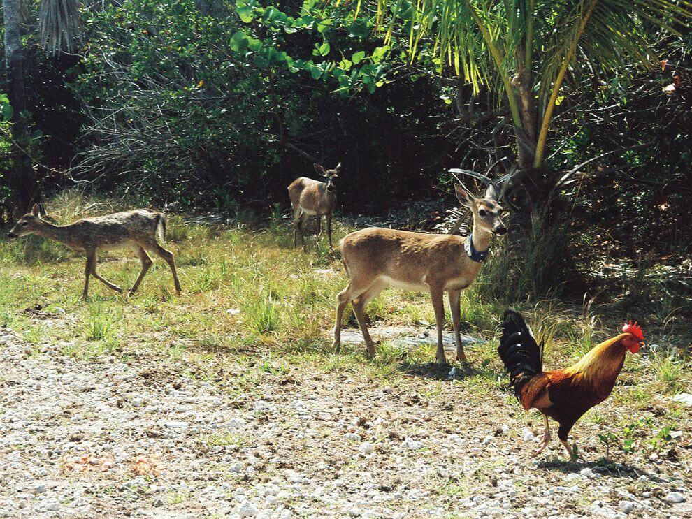 Wildlife at Big Pine Key RV Park