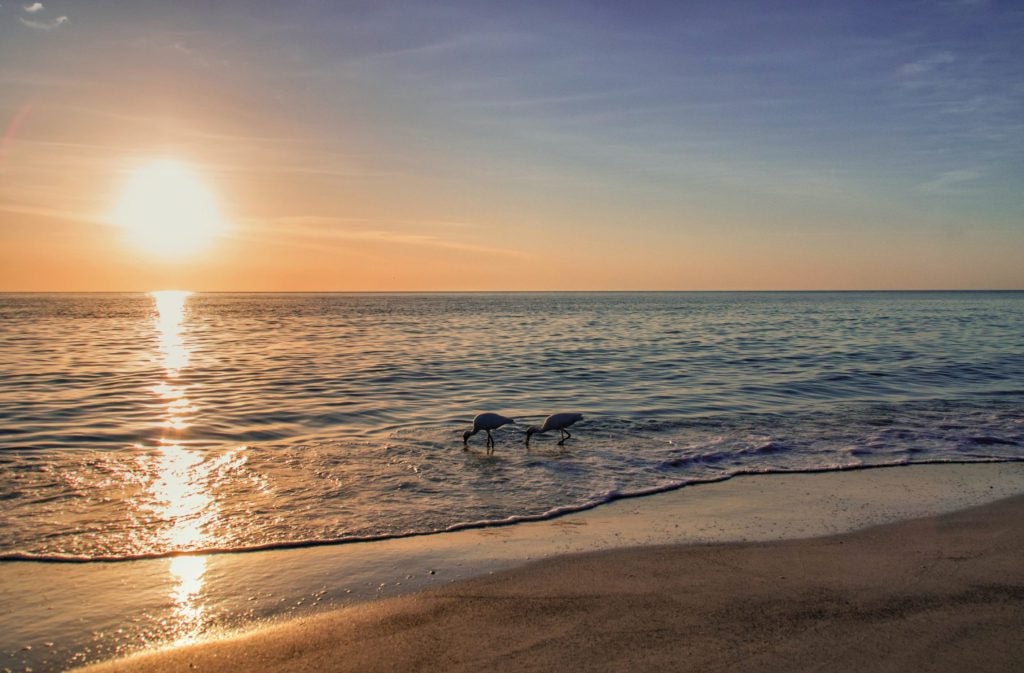 Two birds dipping their beaks into water on a beach with sunset in background