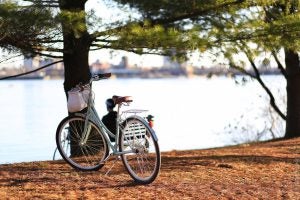 Bike against tree in Saskatoon