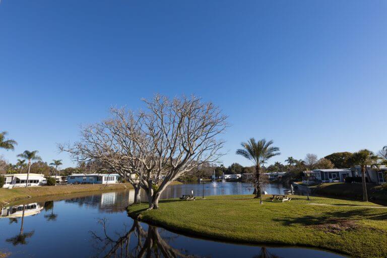 homes along water with trees