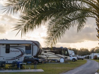 Holiday RV Sites - Palm Trees