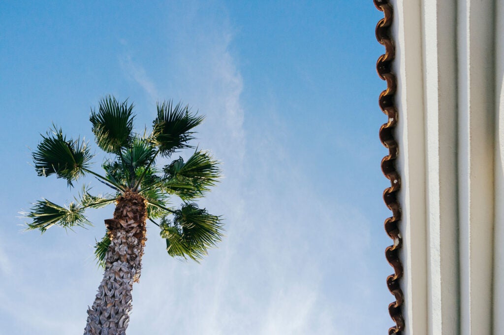 palm tree and sky