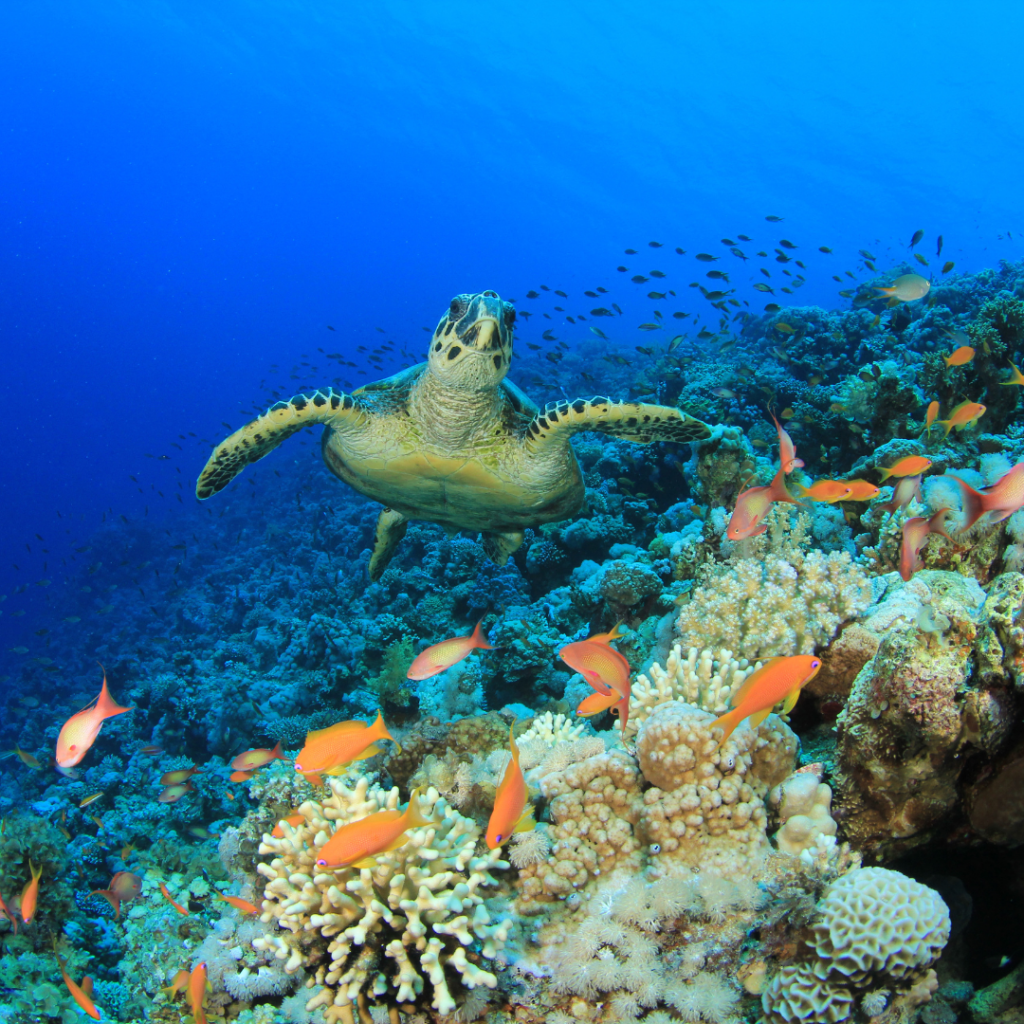 Coral Reef Big Pine Key