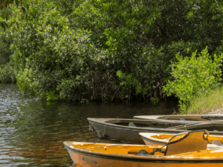 View of canoes at Lake Griffin Harbor State Park.