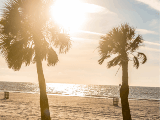 Tarpon Springs Beach palm trees with sun peeking through