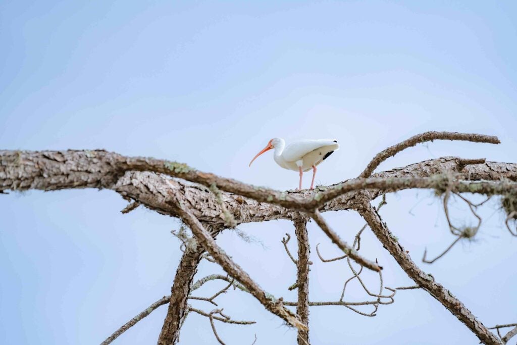 Bird on tree