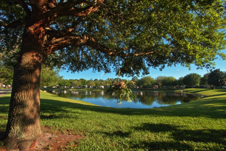 Tree and grass next to pond