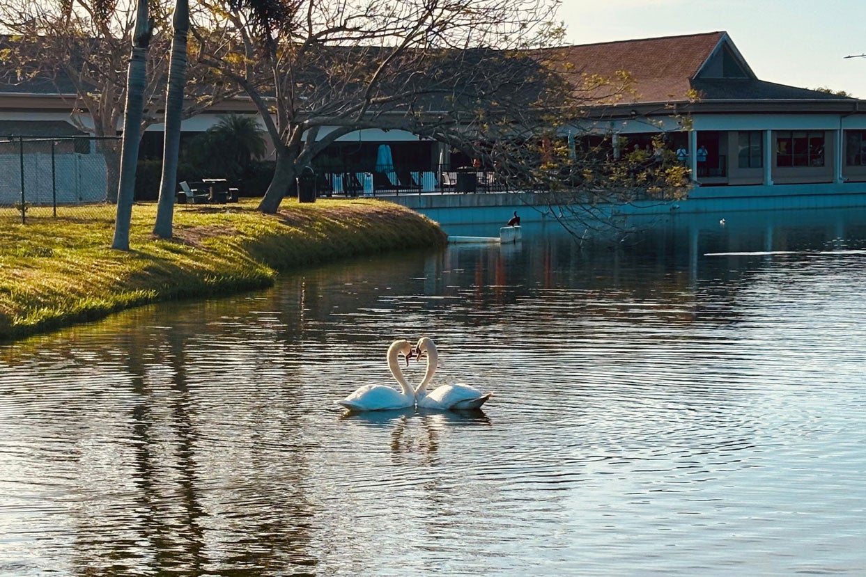 Camelot_lakes_swan_release