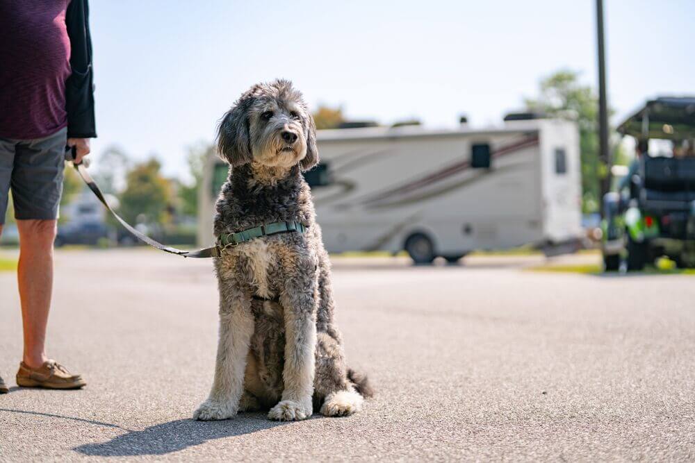 A dog on a walk at CreekFire RV Resort