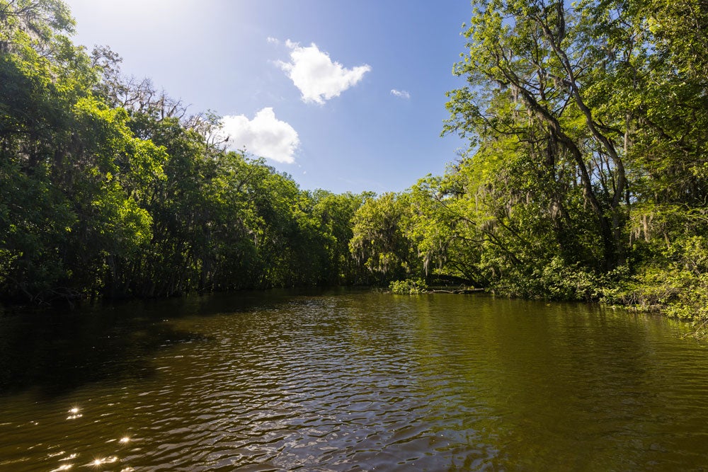 Harris Chain of Lakes at Holiday RV Park in Leesburg, Florida.