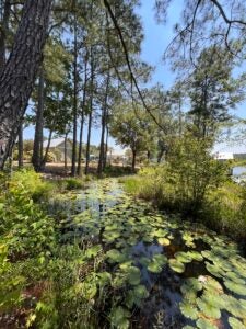 Lake Jasper RV Lily Pads