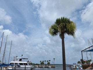 Marina and palm tree