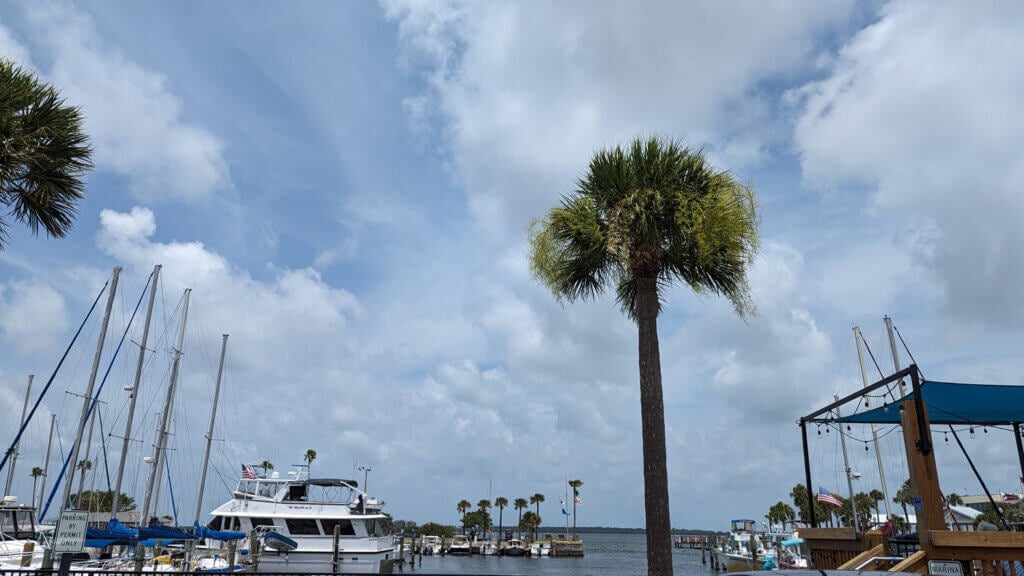 Marina and palm tree