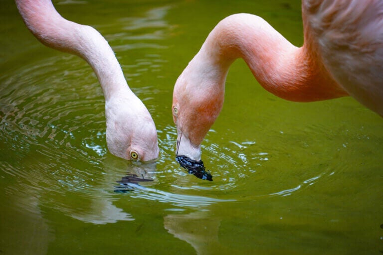 Heads of two pink flamingos in water at Sunken Gardens, St Petersburg Florida