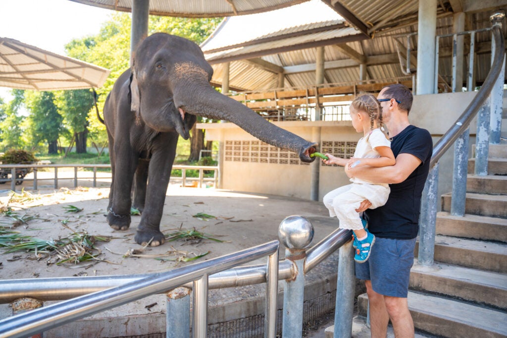 A man with little daughter feeding elephant , travel concept. Thailand, Asia