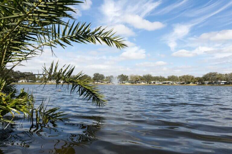 palm fronds on the water
