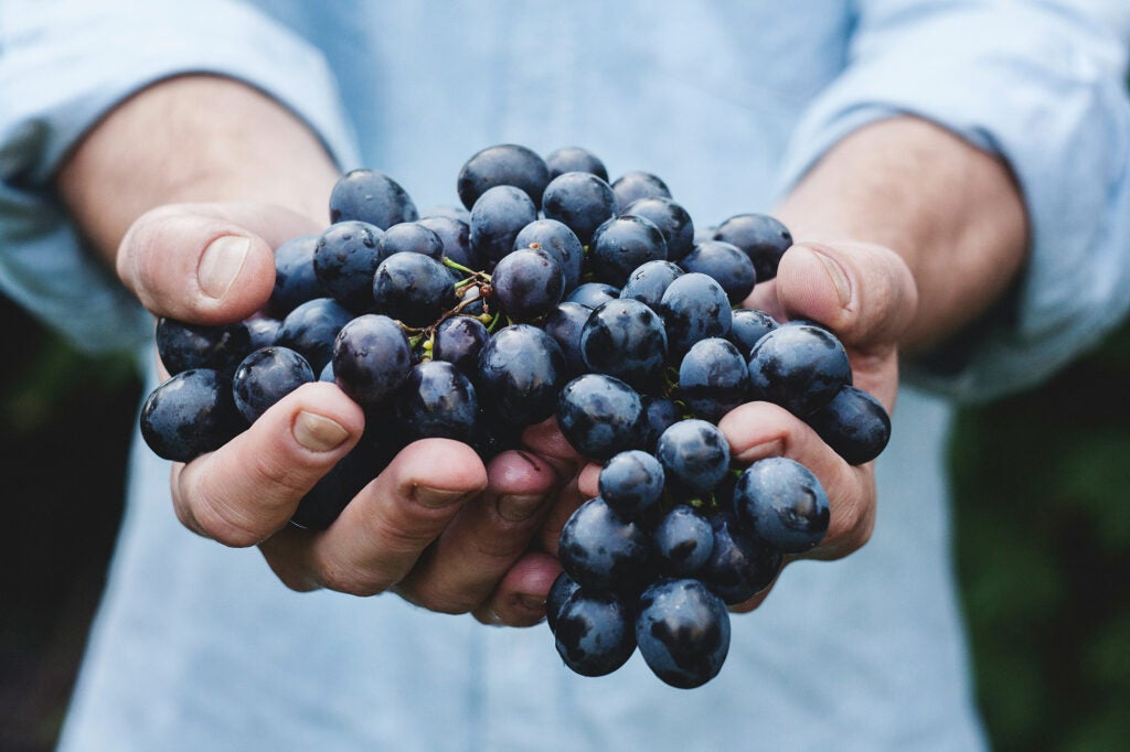 red grapes in hands