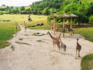 giraffes at zoo