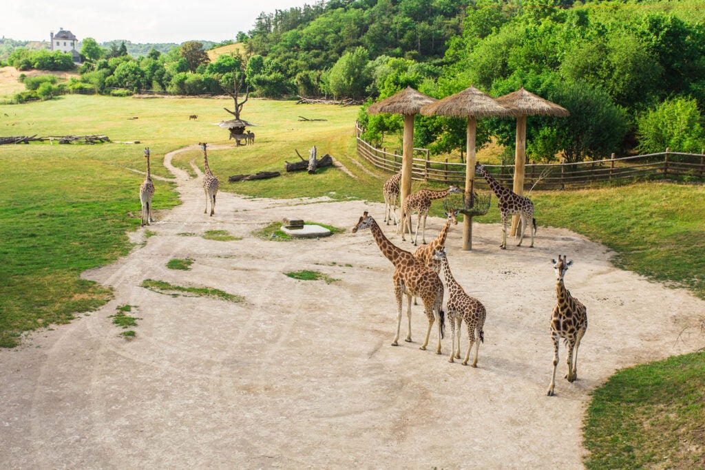 giraffes at zoo