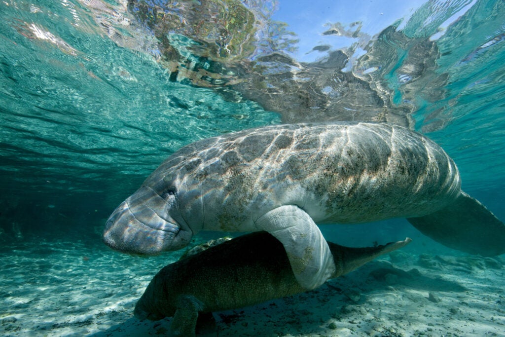 manatee viewing