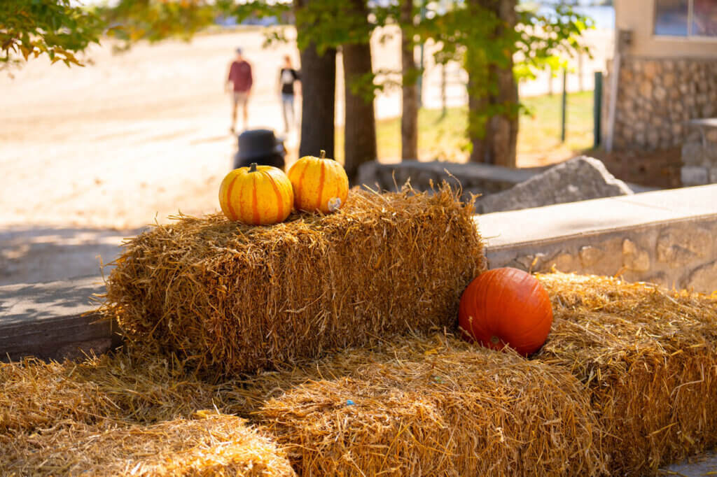 3 pumpkins on hay at Point Sebago Resort