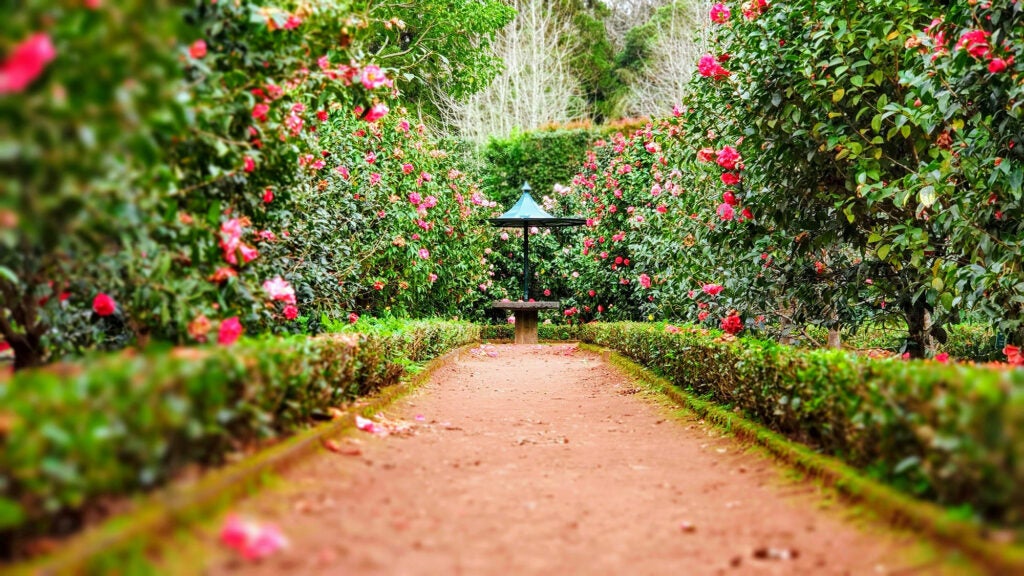 Rose garden