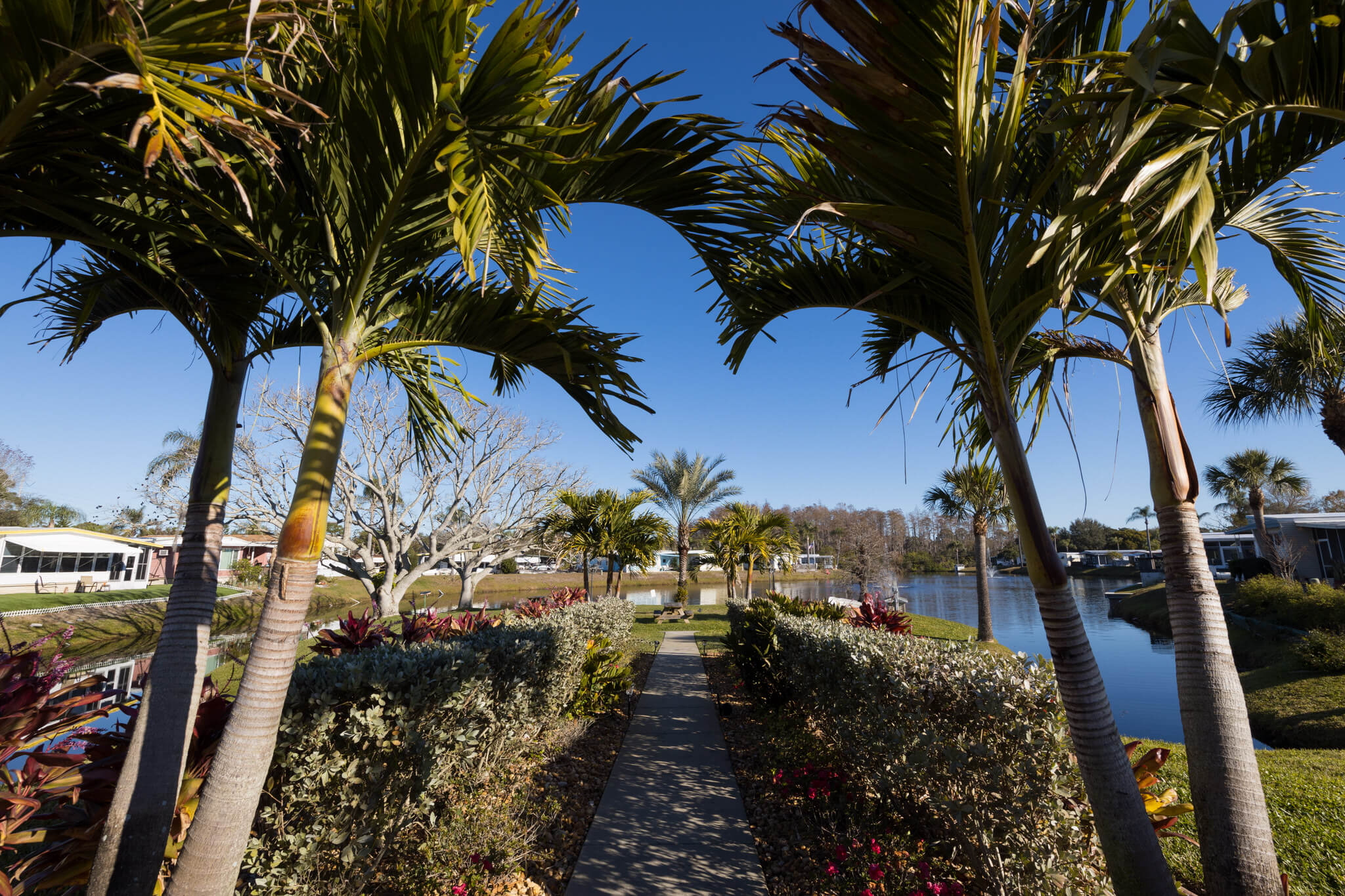 palms trees and lake at Sun Valley