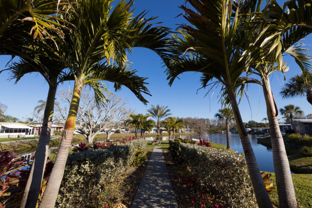 Sun Valley Beauty Shot of Palm Trees