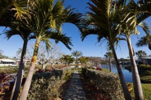 Sun Valley Beauty Shot of Palm Trees