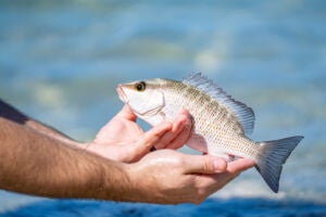 Big Pine Key Small Catch