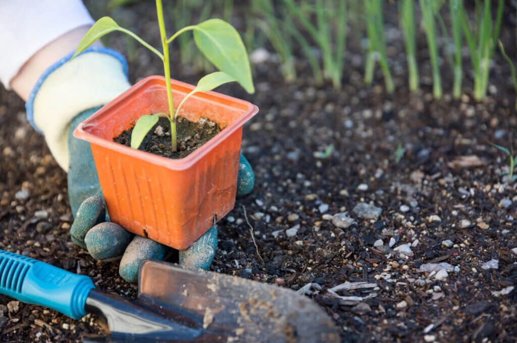 hands planting small plant in soil with shovel