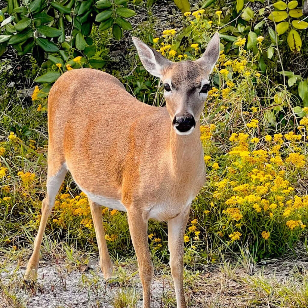 Key Deer on Big Pine Key in Florida