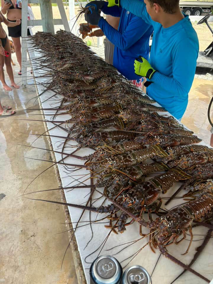 Mini lobster season haul at Big Pine Key RV Park in Florida.