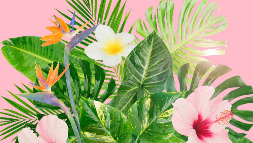 tropical plants and flowers on pink background
