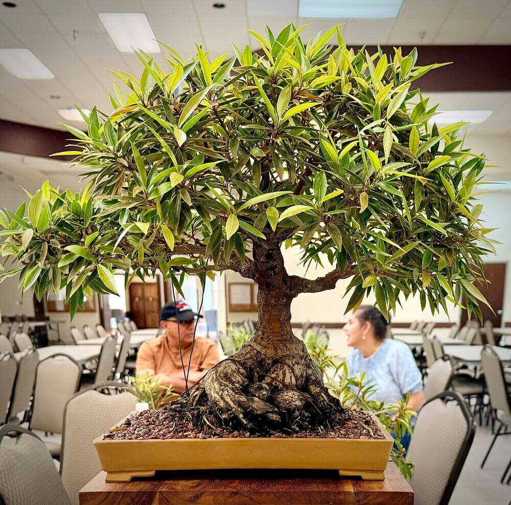 Bonsai tree at the Cypress Lakes club meeting in Lakeland, Florida.