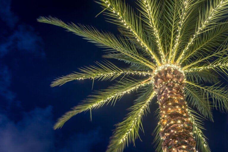 This is a horizontal, color photograph at night of a palm tree decorated Christmas lights in Surfside, a Miami town during the Florida winter and holiday season. Photographed with a Nikon D800 DSLR camera.