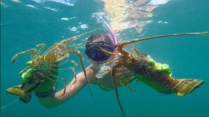 Big Pine Key Lobster