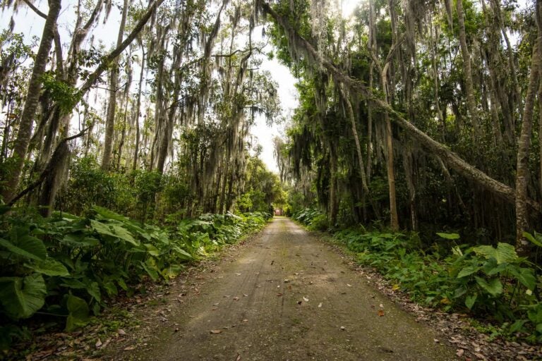 Trail with trees covering