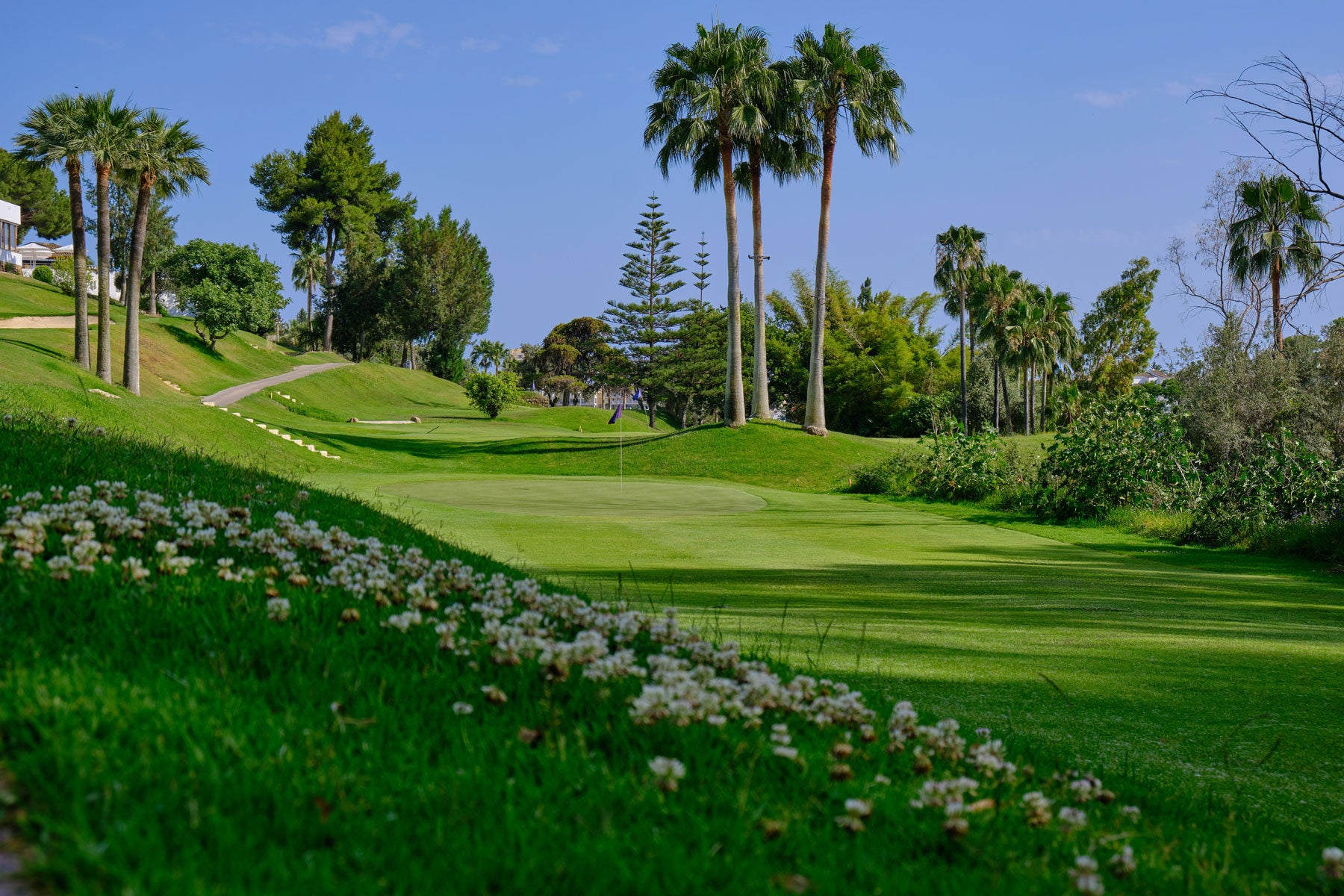 View of golf course with palm trees