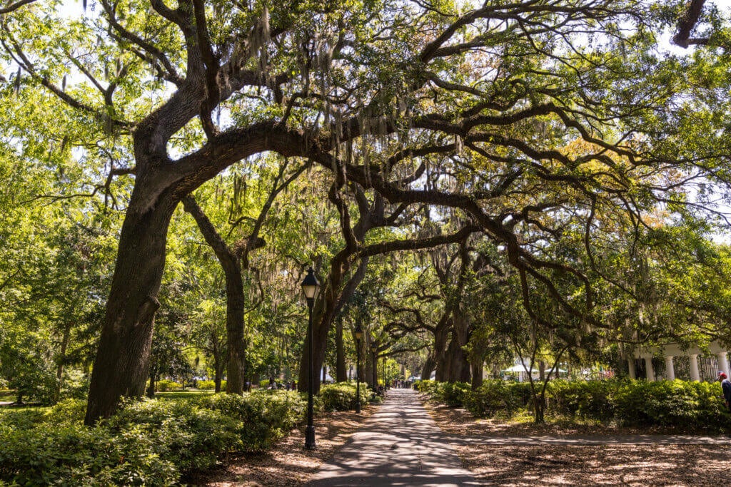 Savannah, Georgia - Oak Trees