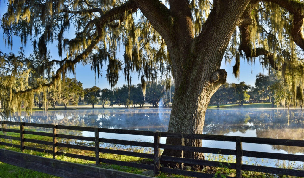 Live Oak and Spanish Moss