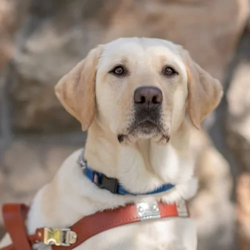 Guiding Eyes for the Blind