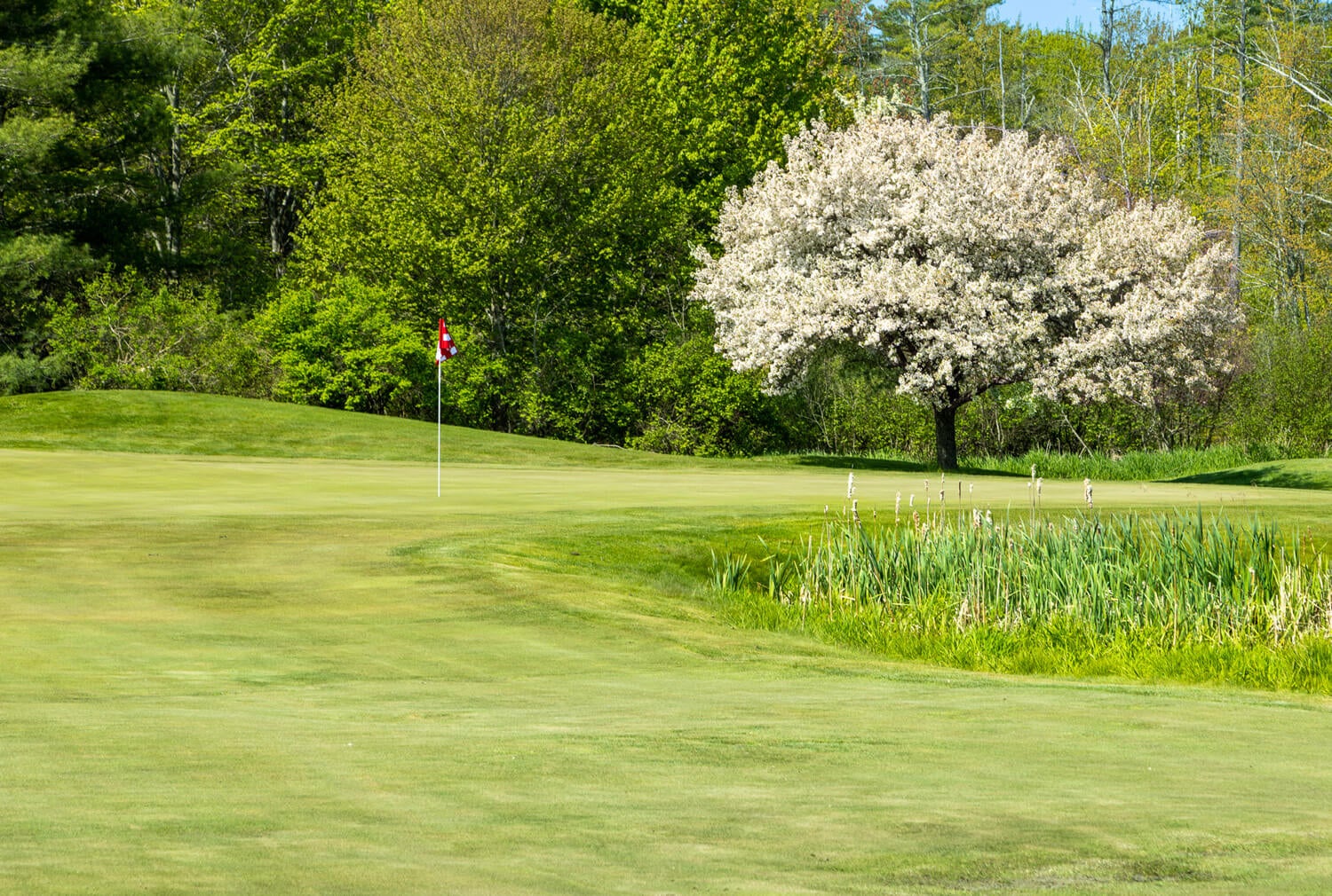 White tree behind golf green