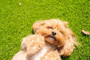 Dog laying on the ground looking up at River Vista RV Park