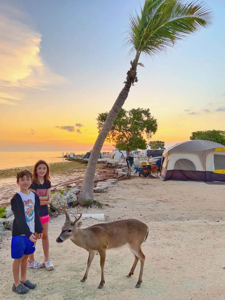 Deer near the rustic campsites at Big Pine Key RV Park in Florida.