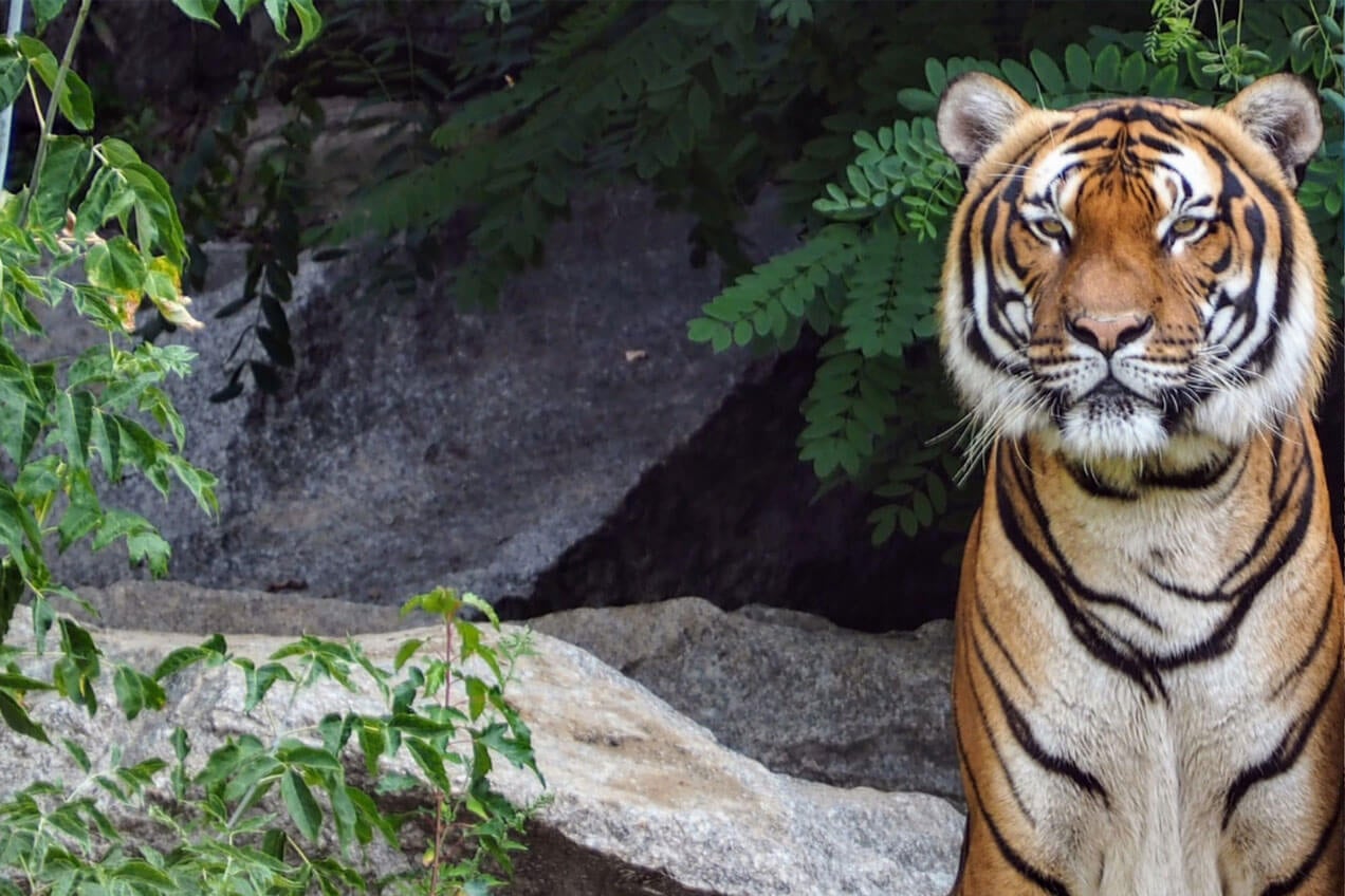 Big Cat Habitat in Sarasota